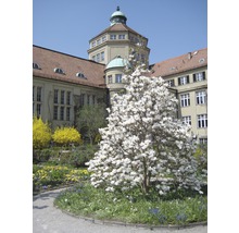 Blühender Baum im Frühling vor einem Gebäude.