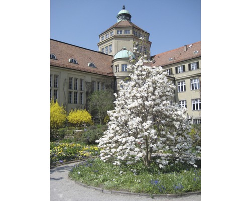 Blühender Baum im Frühling vor einem Gebäude.