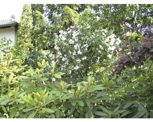 Detailansicht eines Gartens mit Sträuchern und Bäumen