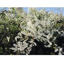 Blühende Schlingpflanze im Garten