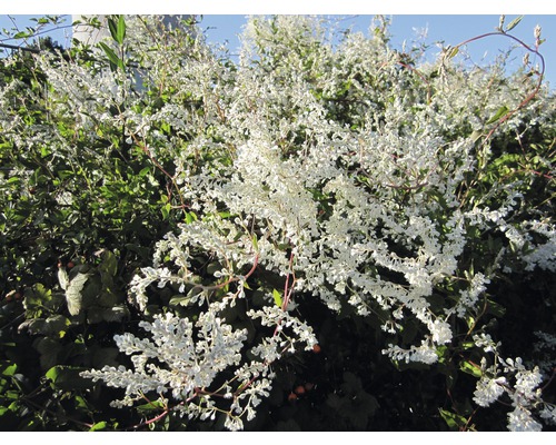 Blühende Schlingpflanze im Garten