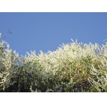 Kletterpflanze mit kleinen, weißen Blüten vor blauem Himmel