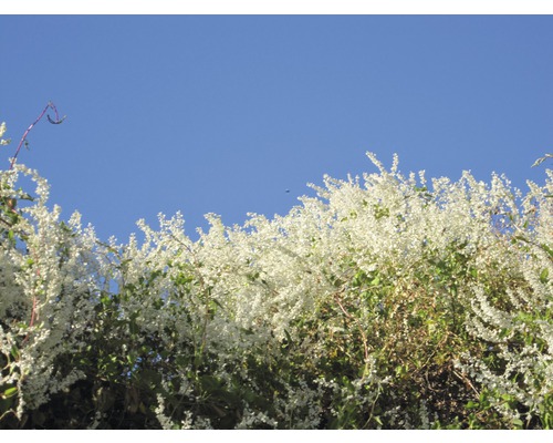 Kletterpflanze mit kleinen, weißen Blüten vor blauem Himmel