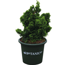 Chamaecyparis obtusa Nana Gracilis im Topf