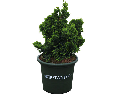 Kleine Muschelzypresse Botanico Chamaecyparis obtusa 'Nana Gracilis' H 25-30 cm Co 6 L Chamaecyparis obtusa Nana Gracilis im Topf