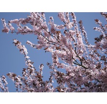 Blühender Baum mit rosa Blüten vor blauem Himmel