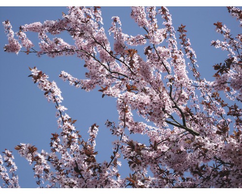Blühender Baum mit rosa Blüten vor blauem Himmel