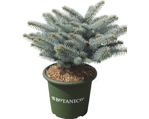 Blaue Stechfichte Picea pungens 'Glauca Globosa' H 25-30 cm Co 3,7 L