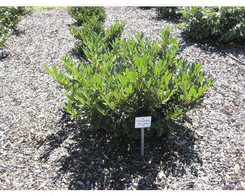 Sträucher-Set für Balkon & Terrasse Japanischer Berg-Ilex, Weißgerandeter Ovalblättriger Liguster 'Argenteum' & Aufrechter Kirschlorbeer 30/60 cm, 3 Stk Kirschlorbeer Otto Luyken im Außenbereich