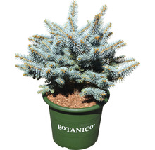 Blaufichte im Topf für den Garten