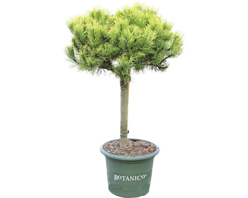 Gelbe Bergkiefer Stämmchen Pinus mugo 'Carstens Wintergold' H 40 cm Co 10 L