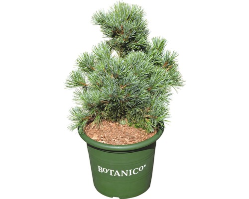Mädchenkiefer Pinus parviflora 'Negishi' H 30-40 cm Co 6 L