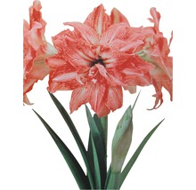 Amaryllis mit gestreiften Blüten