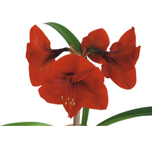 Rote Amaryllispflanze mit grünen Blättern