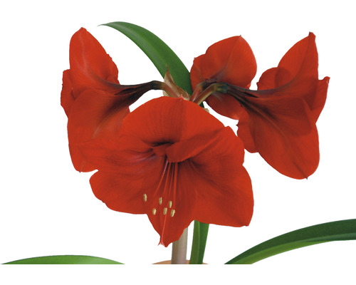 Rote Amaryllispflanze mit grünen Blättern