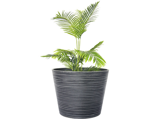 Zimmerpflanze Areca Palme im Topf