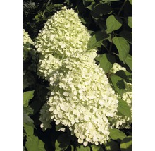 Rispenhortensie mit Blütenstand