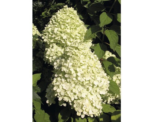Rispenhortensie Hydrangea paniculata 'Magical Candle' ® H 100-125 cm Co 18 L Rispenhortensie mit Blütenstand