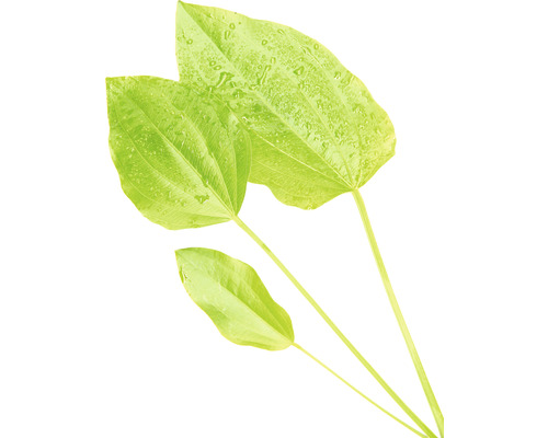 Drei grüne Pfeilkrautblätter