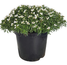 Schirmkresse im Topf mit weißen Blüten