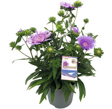 Topfpflanze mit violetten Blüten und grünen Blättern