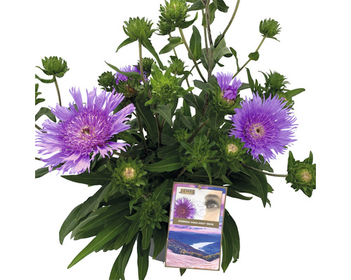 Aster mit lila Blüten und grünen Blättern
