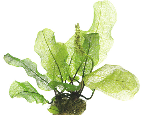 Madagaska-Gitterpflanze