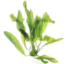 Große Madagaska-Gitterpflanze