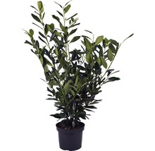 Kirschlorbeer, Lorbeerkirsche FloraSelf Prunus laurocerasus 'Diana' H 60-80 cm Co 5 L