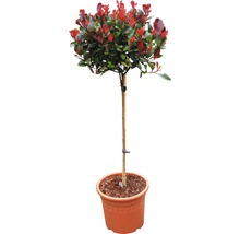 Photinia Zimmerpflanze im Topf