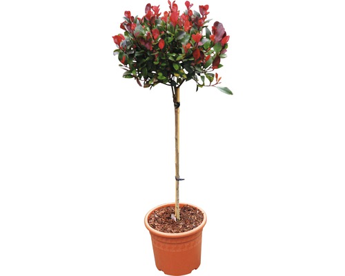 Zwerg-Glanzmispel Stämmchen FloraSelf 'Little Red Robin' Stamm H 40 cm Co 6 L Photinia Zimmerpflanze im Topf