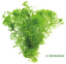 Grüne Haarnixe