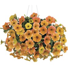 Petunie FloraSelf Petunia Cascadias™ Serie 'Indian Summer' Ø 12 cm Topf
