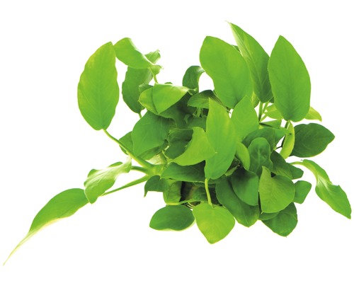 Wasserähre Aquariumpflanze