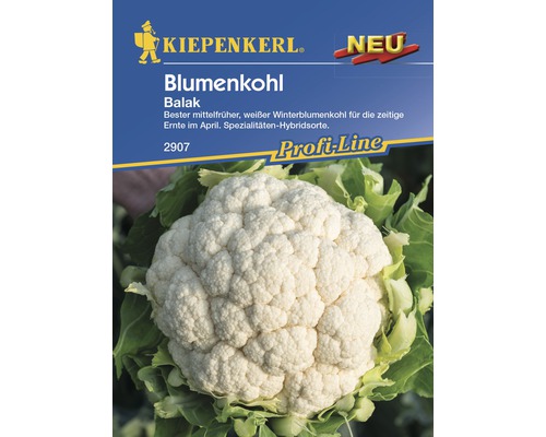 Gemüsesamen Kiepenkerl Blumenkohl 'Balak'