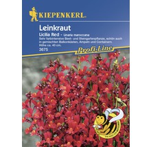 Leinkraut Licilia Red, eine farbintensive Beet- und Steingartenpflanze von Kiepenkerl