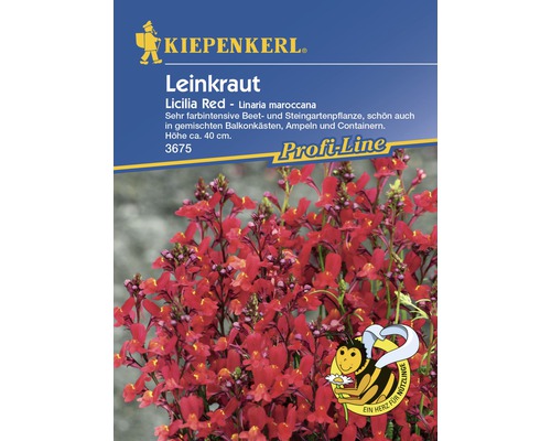 Blumensamen Kiepenkerl Leinkraut 'Licilia Red'
