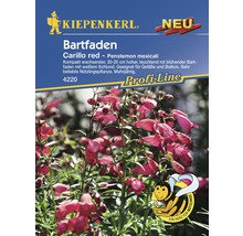 Kiepenkerl Bartfaden Carillo red Pflanzensamen Packung