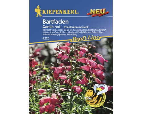 Blumensamen Kiepenkerl Bartfaden 'Carillo red'