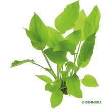 Echinodorus verschiedene Arten
