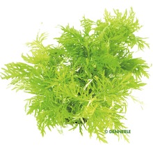 Indischer Wasserstern 50 cm