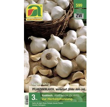 AUSTROSAAT Pflanzknoblauch, winterhart, Ernte Juni bis Juli, 3 Stück, Größe 40/60 zur Herbstpflanzung