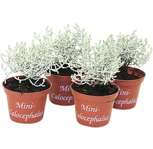 Vier Topfpflanzen Stacheldrahtpflanze Mini Calocephalus