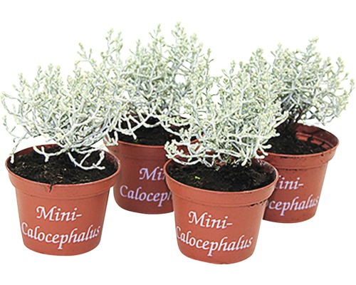 Vier Topfpflanzen Stacheldrahtpflanze Mini Calocephalus