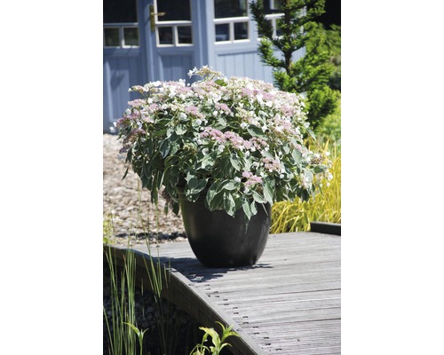 Gartenhortensie, Bauernhortensie FloraSelf Hydrangea macrophylla 'Light-O-Day' H 50-60 cm Co 5 L