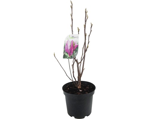 Magnolie FloraSelf H 30-40 cm Co 3 L, versch. Sorten Magnolienbaum in einem Topf