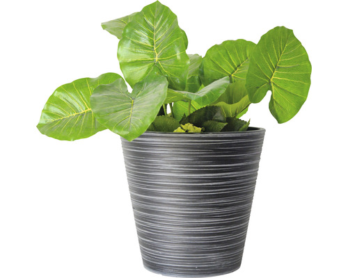 Künstliche Alokasie in einem Dekotopf