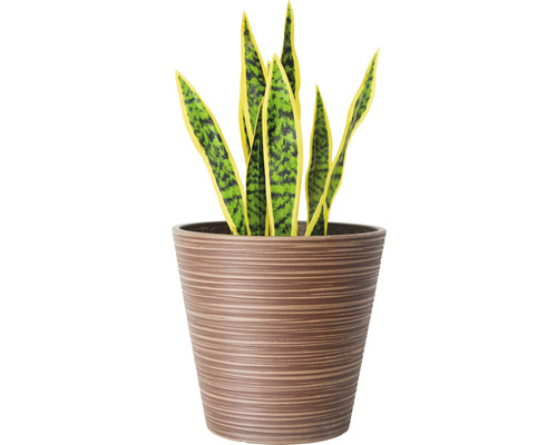 Sansevieria Pflanze im Topf