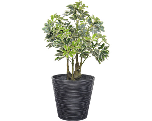 Künstliche Schefflera im Topf für die Innendekoration