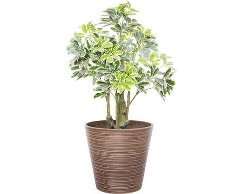 Schefflera Zimmerpflanze im Topf